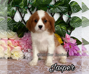 Cavalier King Charles Spaniel Puppy for sale in MIAMI, FL, USA