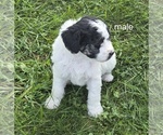 Puppy Puppy 3 Bernedoodle (Miniature) (+ Poodle Miniature)