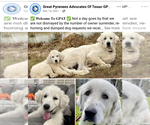 Small #50 Great Pyrenees Mix