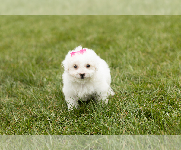 Medium Photo #2 Bichon Frise Puppy For Sale in WOLCOTTVILLE, IN, USA