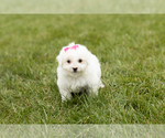Small Photo #2 Bichon Frise Puppy For Sale in WOLCOTTVILLE, IN, USA
