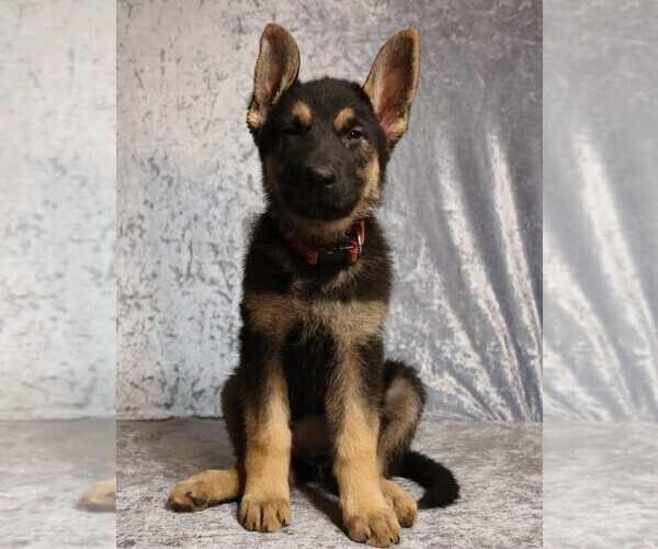 Medium Photo #2 German Shepherd Dog Puppy For Sale in PAW PAW, MI, USA