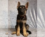 Small Photo #2 German Shepherd Dog Puppy For Sale in PAW PAW, MI, USA