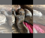 Small Photo #8 Cane Corso Puppy For Sale in MOBILE, AL, USA