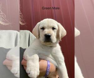 Labrador Retriever Puppy for sale in Tekonsha, MI, USA