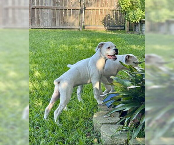 Medium Photo #4 Boxer Puppy For Sale in  Katy, TX, USA