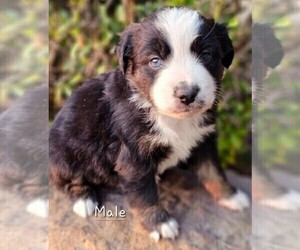 Miniature Australian Shepherd Puppy for sale in TAYLOR, TX, USA