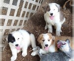 Small Photo #5 Australian Shepherd-Great Pyrenees Mix Puppy For Sale in RIDGELAND, SC, USA