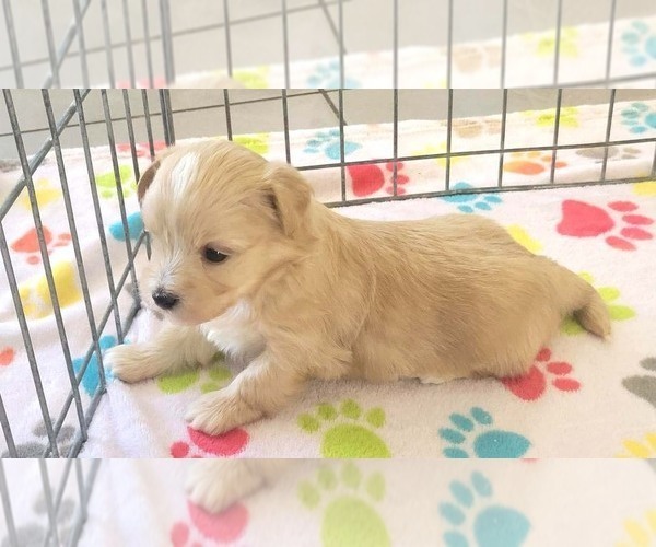 Medium Photo #9 Havanese Puppy For Sale in ORO VALLEY, AZ, USA
