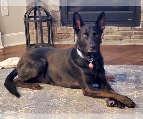 Medium Photo #3  Puppy For Sale in , 
