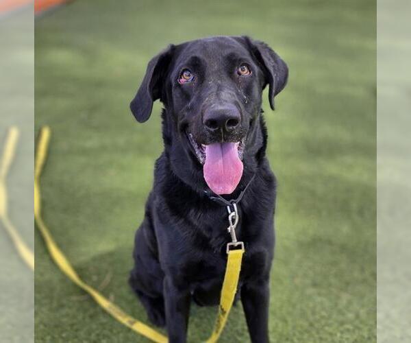 Medium Photo #3 Labrador Retriever-Unknown Mix Puppy For Sale in Las Vegas, NV, USA