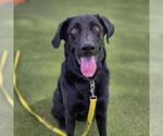 Small Photo #3 Labrador Retriever-Unknown Mix Puppy For Sale in Las Vegas, NV, USA