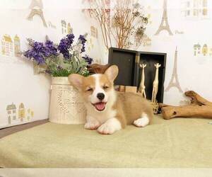 Pembroke Welsh Corgi Puppy for sale in LOS ANGELES, CA, USA