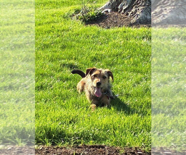 Medium Photo #3 Mutt Puppy For Sale in Springdale, PA, USA