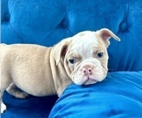 Medium Photo #3 English Bulldog Puppy For Sale in CALABASAS HILLS, CA, USA