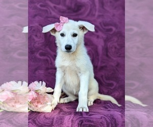 German Shepherd Dog Puppy for sale in PEACH BOTTOM, PA, USA