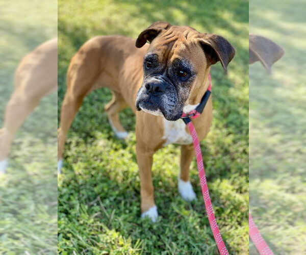 Medium Photo #2 Boxer Puppy For Sale in Austin, TX, USA