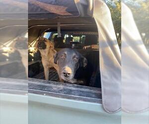 German Shepherd Dog Dogs for adoption in Stockton, CA, USA