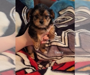 Shorkie Tzu Puppy for sale in SCOTTSDALE, AZ, USA