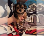 Small Photo #1 Shorkie Tzu Puppy For Sale in SCOTTSDALE, AZ, USA