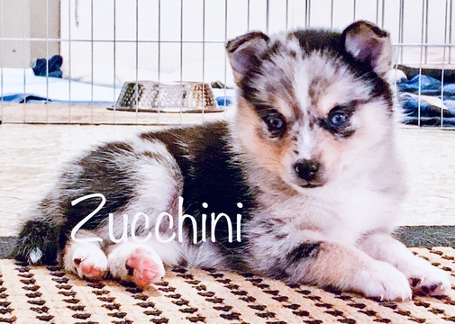 Medium Photo #1 Pomsky Puppy For Sale in CENTERVILLE, OH, USA