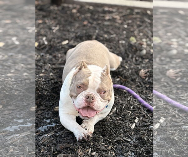 Medium Photo #6 American Staffordshire Terrier-Bulldog Mix Puppy For Sale in Berkeley, CA, USA
