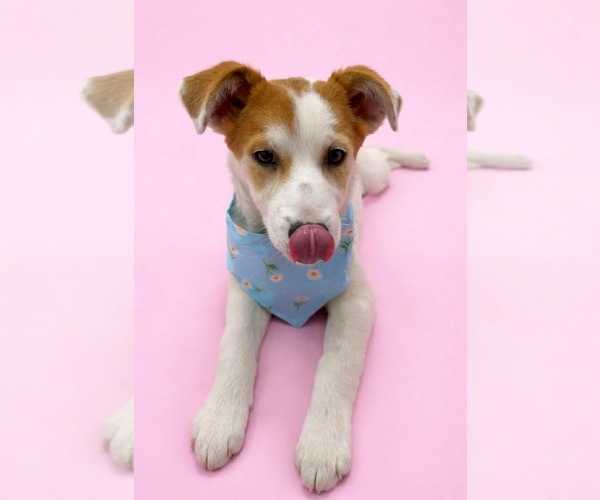 Medium Photo #2 Mutt Puppy For Sale in Sandy, UT, USA