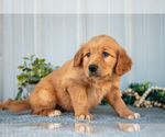 Small #2 Golden Retriever