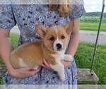 Puppy Jack Pembroke Welsh Corgi