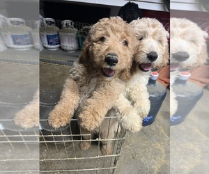Goldendoodle Puppy for sale in VALENCIA, CA, USA