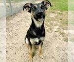 Small #1 Labrador Retriever Mix