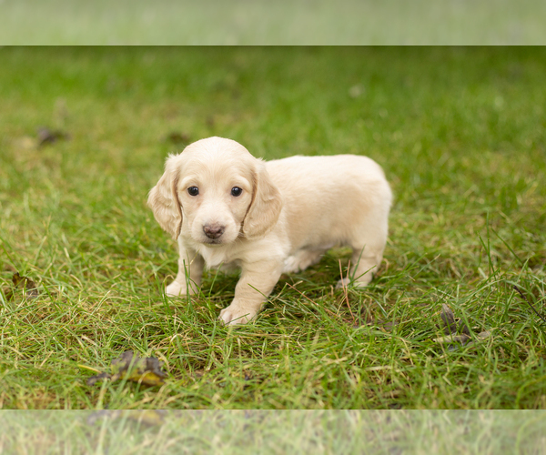 Medium Photo #10 Dachshund Puppy For Sale in MILFORD, IN, USA