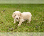 Puppy 3 Dachshund