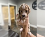 Small Photo #1 Goldendoodle Puppy For Sale in FRANKSTON, TX, USA