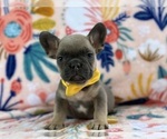 Small Photo #2 French Bulldog Puppy For Sale in LANCASTER, PA, USA