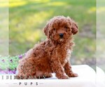 Della - Female Cavapoo (Miniature) Puppy for Sale - Photo #5