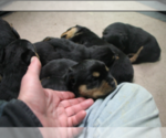 Small Photo #21 Rottweiler Puppy For Sale in ROSEBURG, OR, USA