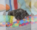 Puppy Puppy 2 French Bulldog