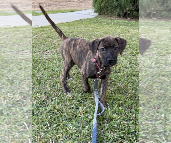 Medium Photo #2 Labrador Retriever-Unknown Mix Puppy For Sale in Royal Palm Beach, FL, USA