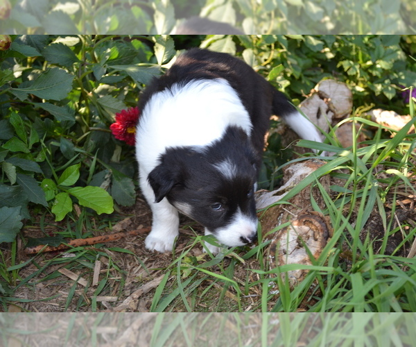 Medium Photo #11 Border Collie Puppy For Sale in GREENWOOD, WI, USA