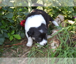 Small #1 Border Collie