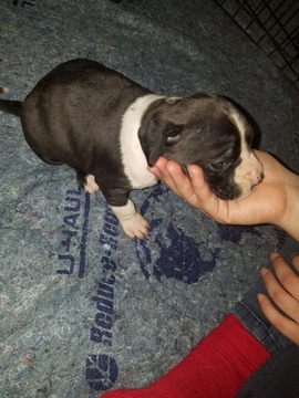 Medium Photo #19 American Pit Bull Terrier Puppy For Sale in GRIFFIN, GA, USA