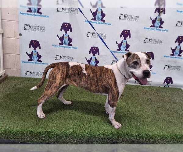 Medium Photo #1 Mutt Puppy For Sale in Orlando, FL, USA