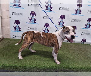 Mutt Dogs for adoption in Orlando, FL, USA