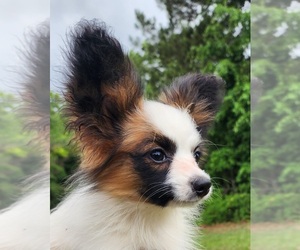 Papillon Puppy for sale in RUTLEDGE, AL, USA