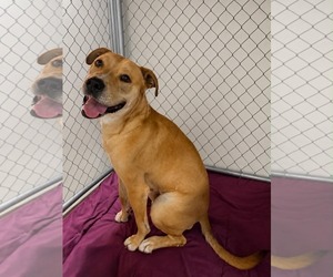 Staffordshire Bull Terrier-Unknown Mix Dogs for adoption in La Verne, CA, USA