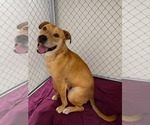 Small Staffordshire Bull Terrier Mix
