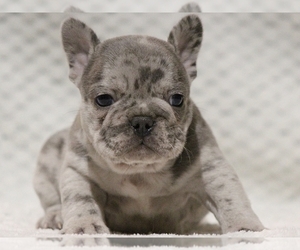 French Bulldog Puppy for sale in NEW YORK, NY, USA