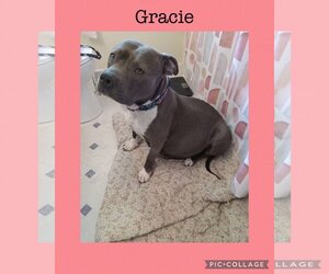 American Pit Bull Terrier-Unknown Mix Dogs for adoption in Kewanee, IL, USA