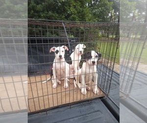 American Bulldog Puppy for sale in ALBANY, GA, USA